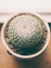 The Concubineapos;s The Concubineapos;s