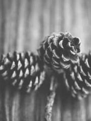 The Apothecaryapos;s