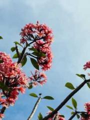 Lu Wanwan Li Jingche