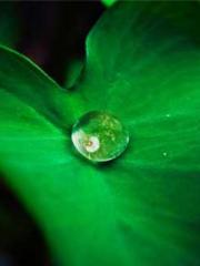 Lin Feng Lin Yun Yao