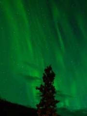 Two Treasures Arrive Two Treasures Arrive