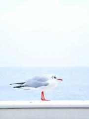 Li Qingqing and Zhao