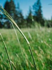 Billions of Blessing